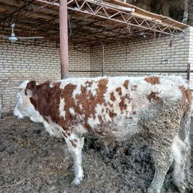 simmental gunajyn 1 yaş 8aylyk