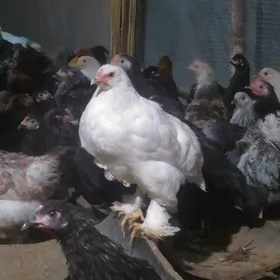 balakly yash towuklar