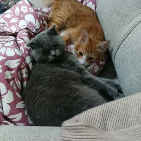 рыжий кот пол года стерилизова