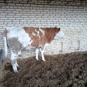 simmental sygyr 2 dogdy