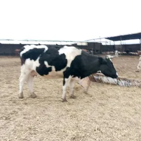 gibrit ala fermaň mal ly boga