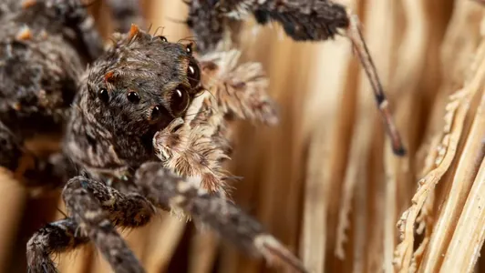 Alymlar strategik pikirlenip aw etmek ukyby bolan täsin möý hakda gürrüň berdiler
