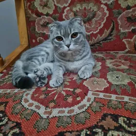 şatlanski  şinşilla