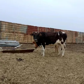 gyzyl ala gibrit bogaz