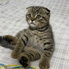 кот вислоухий