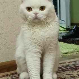 кот на вязку