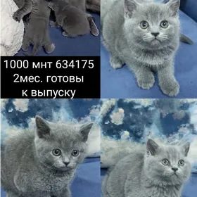 Котята pişikler