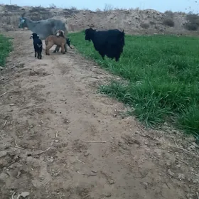 ekiz we yalky owlakly geci