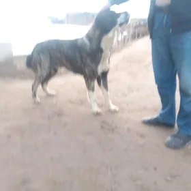 еркек гужук