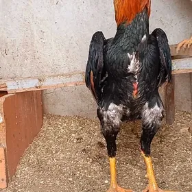 САМАРКАНТ ЖУЖЕ