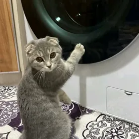 шотландский кот 6 aylık