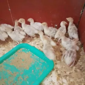 İnduk jüje owgan paroda