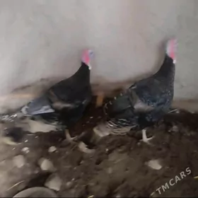 Ундовук хораз