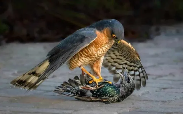 Guşlaryň iň gowy suratlary: SINWP Bird Photographer of the Year 2025-iň ýeňijileri mälim edildi