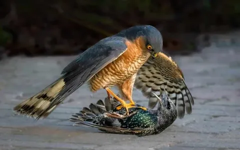 Guşlaryň iň gowy suratlary: SINWP Bird Photographer of the Year 2025-iň ýeňijileri mälim edildi