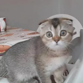 золотая шиншила