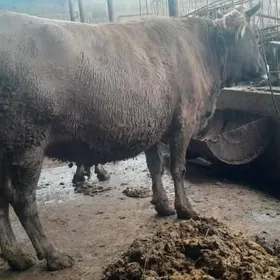 2sany bakylan sygyrlar