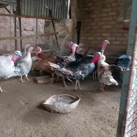 сатлык индюклвр