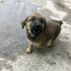 в добрые руки