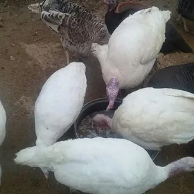 шу.инд...,.ын.юм ....сы.йыгнап