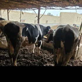 голиштейин окузлер