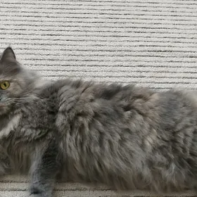 Отдам кошечку надёжные руки