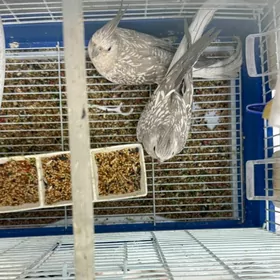 кареллы попугаи