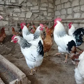 Adler, jüýje, ýumurtga