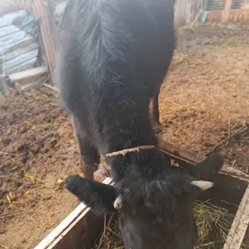 чорны пиёстр унажын