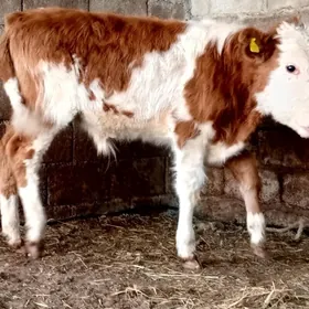 Simental öküz göle