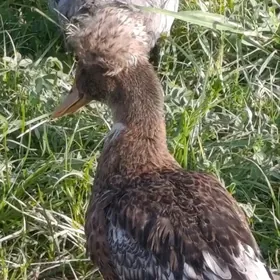 Ýabany Ýaşylbaş.