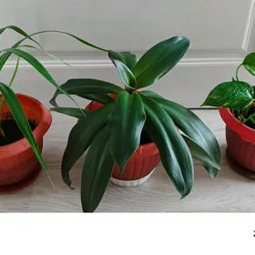 домашние цветы