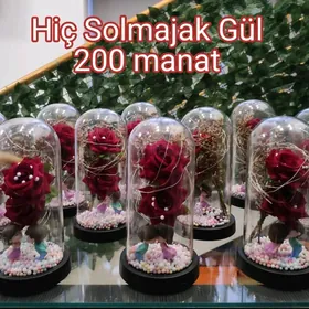 Söýgi Güli Solmajak