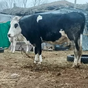 saglyk sygyr galişdiyen