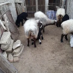 Guzly goyun iki sany