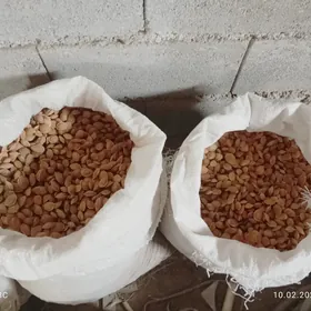 тохум шеник