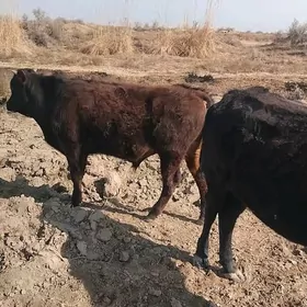 1.5 ýaşan okiz meýdana