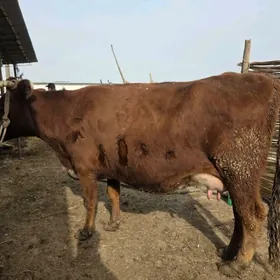 саглик инек