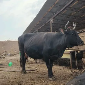 саглик инек