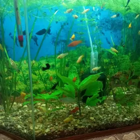 Аквариум