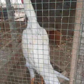 ЖУЖЕ 6 АЙЛЫК