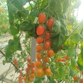 Dowrebap Ýyladyşhana