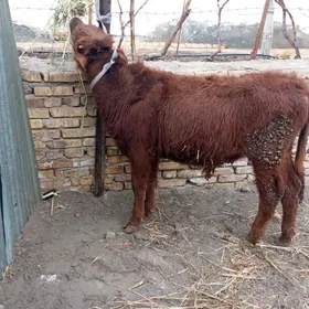 бурлат окизче