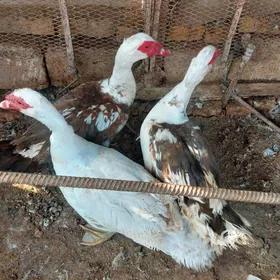 indawutga gaz ördek