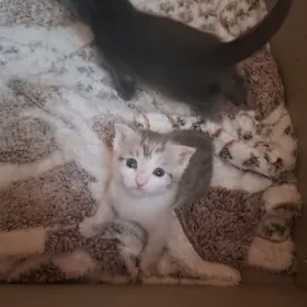 porodistiý pişikler