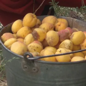 САПЫЛАН НАХАЛЛАР