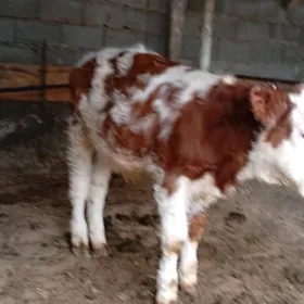 Arginal Simental ÖKÜZ