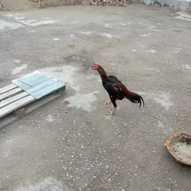 taskenttaskenttaskent