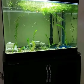 Аквариум