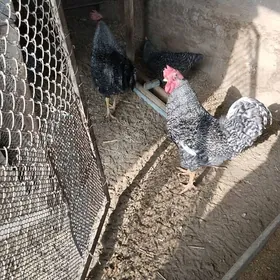 Satlyk 2 sany ala horaz